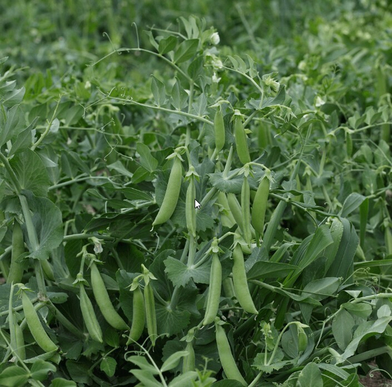 Шугар Флэш семена гороха (Syngenta / Сингента) культура – фото 2