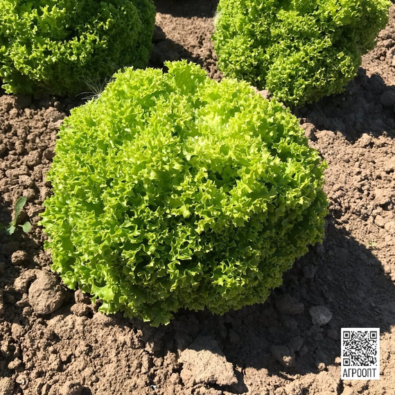 ЛУГАНО семена салата (Rijk Zwaan | Alexagro) – фото 2