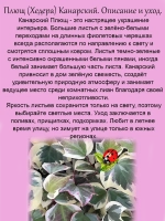 Хедера Канарский плющ