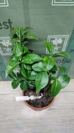 Мандарин "Clemendor"