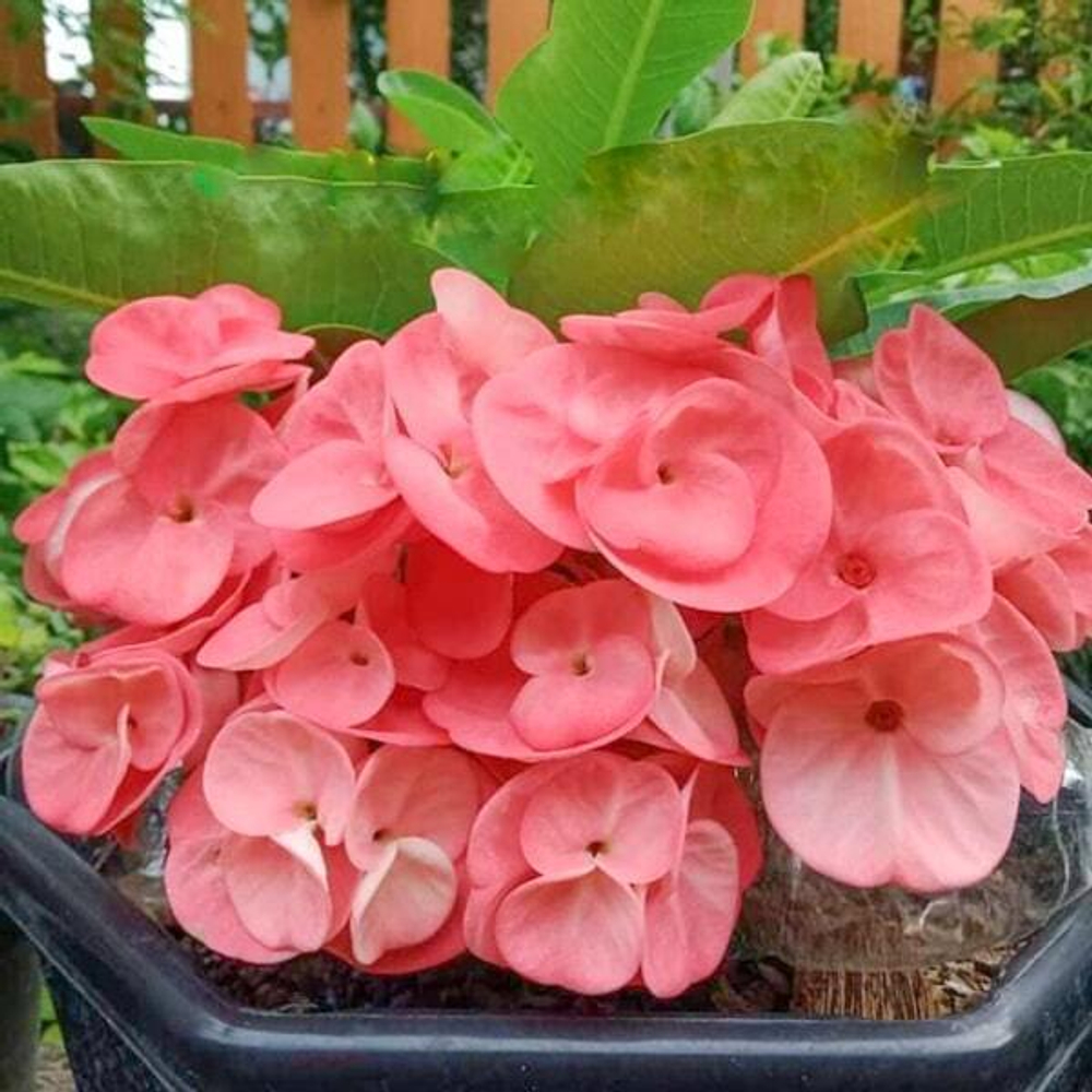 Эуфорбия Миля SEDTHEE MAI PINK (94)