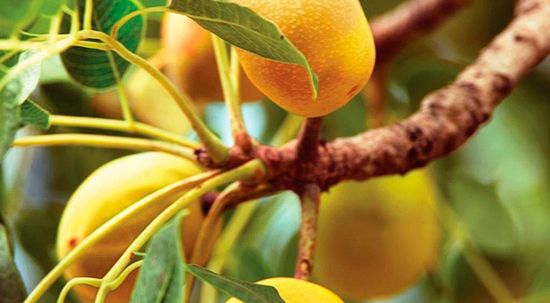 Компонент: масло марулы