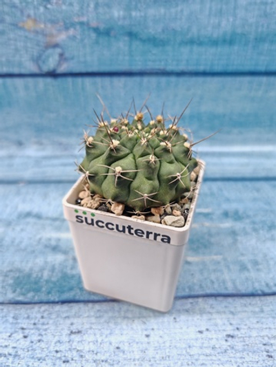 Gymnocalycium Anisitsii (Гимнокалициум)