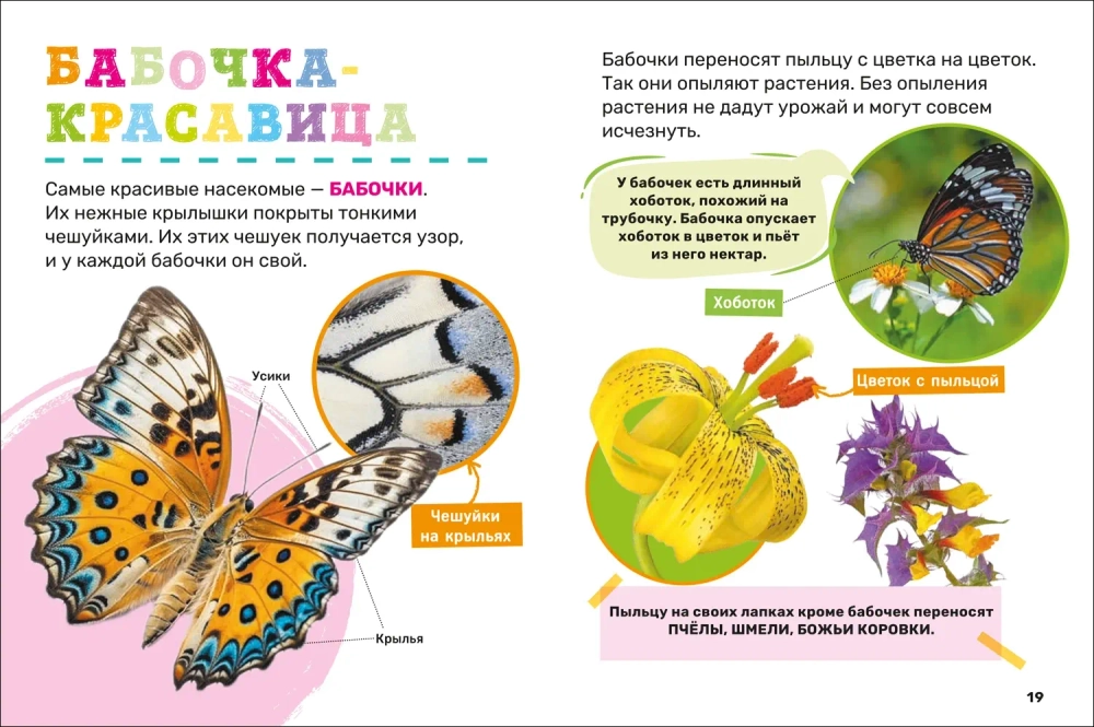 Насекомые. Первая энциклопедия малыша