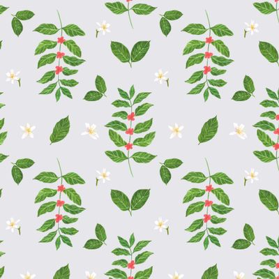 Ветка кофейных ягод с цветами на сером фоне