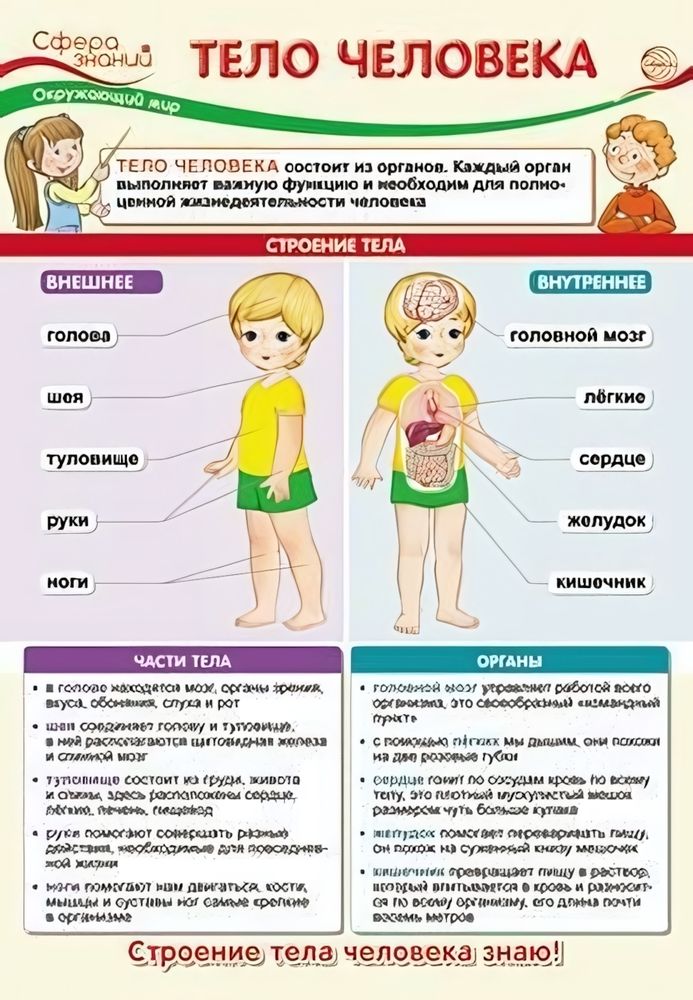 Плакат А3 &quot;Окружающий мир во 2 классе. Тело человека&quot; ПО-13541 (Сфера)