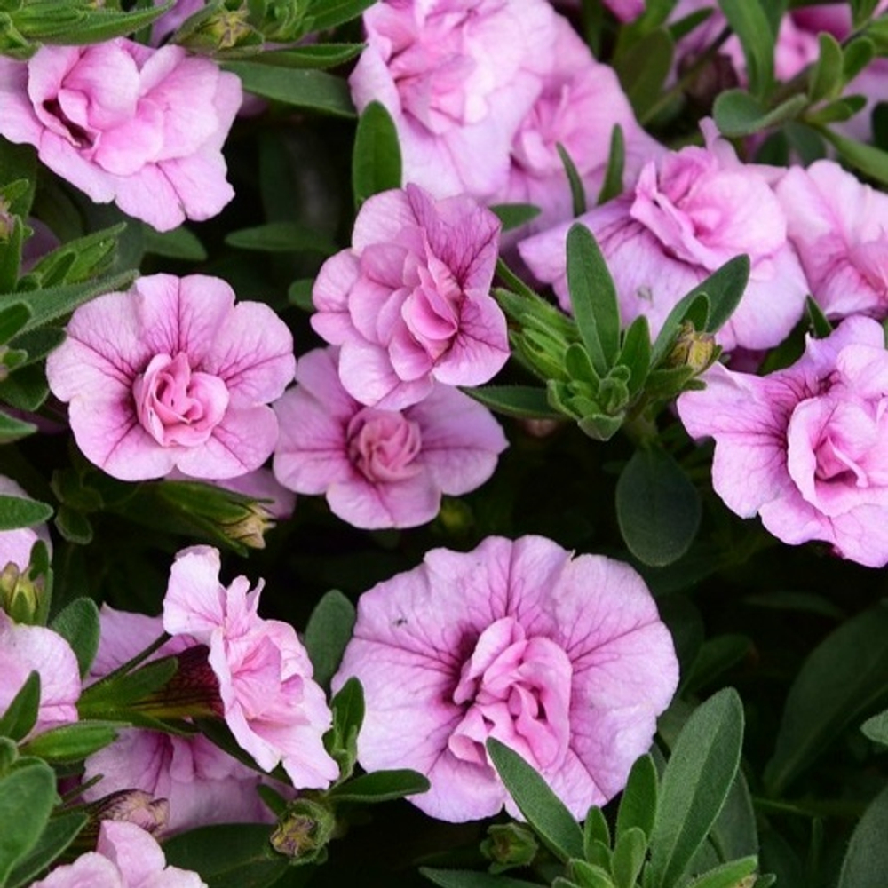 Калибрахоа Алоха Дабл Софт Пинк Ай