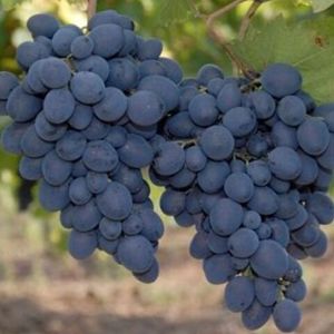 Ахтанак (Haghtanak) - красный сорт винограда