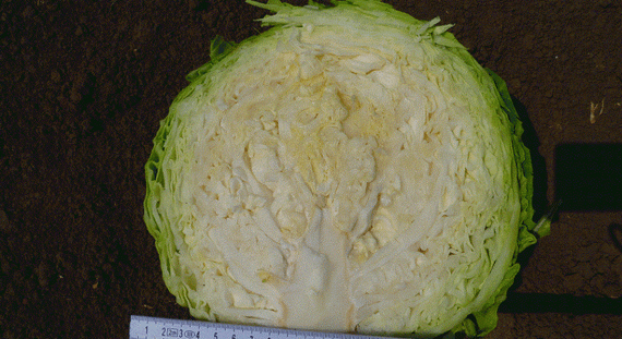 ЧАМП F1 семена капусты белокочанной (Seminis | Alexagro) – фото 6