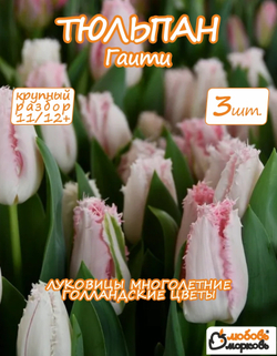 Тюльпан луковичные цветы, гаити 3 шт, разбор 12+