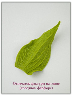 Чашелистик подсолнуха