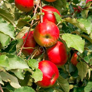 Яблоня колонновидная «Останкино» (Осенний) 1 год