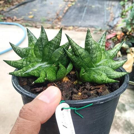 Сансевиерия GOKU