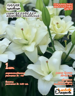 Лилия Луковица, Бельведер, 1 шт