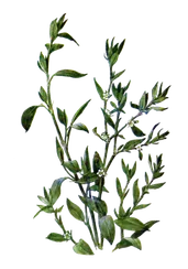 Спорыш (горца птичьего трава) 50 гр - травяной сбор № 30