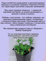 Флокс шиловидный Бавария почвопокровный