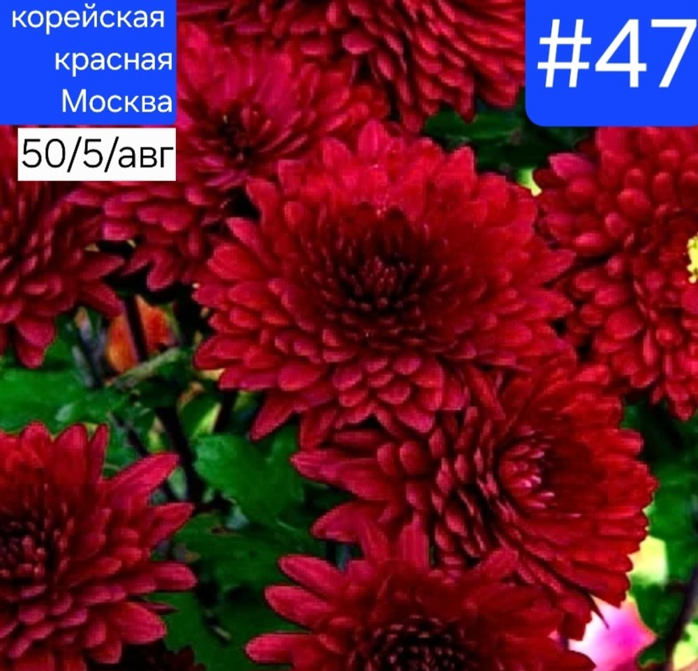КРАСНАЯ МОСКВА №47 ХРИЗАНТЕМА КОРЕЙСКАЯ