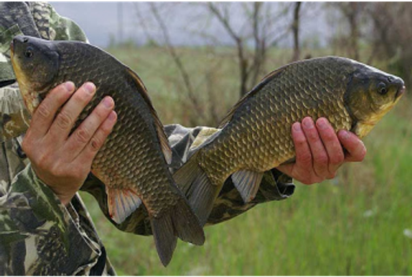 Как ловить карася на поплавок в апреле? Подробный ответ в статье! Как ловить карася на поплавок в апреле? Подробный ответ в статье!