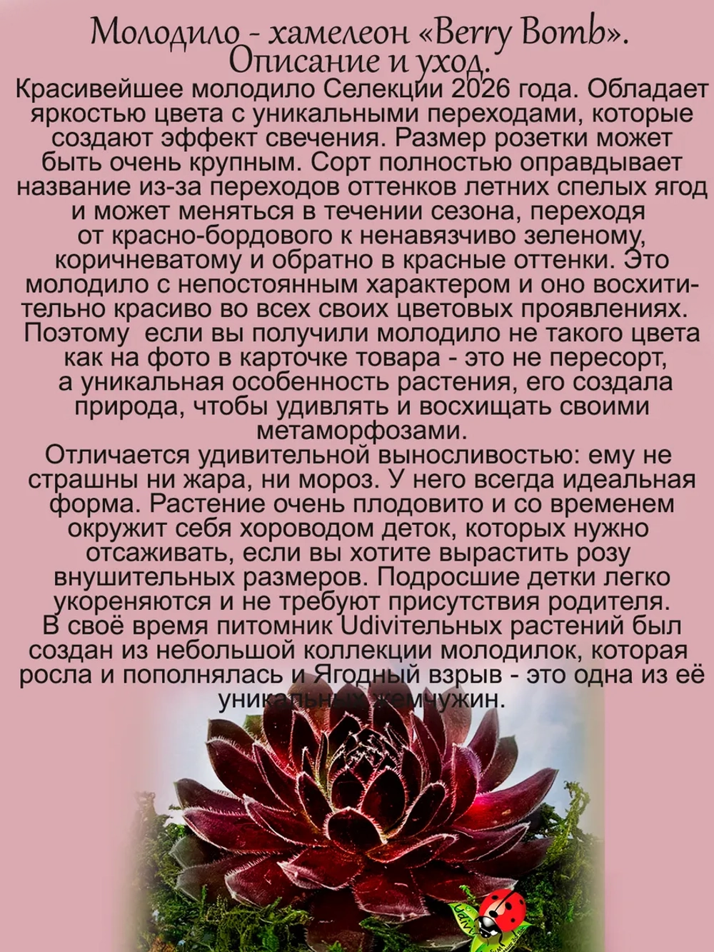 Молодило Ягодный взрыв хамелеон