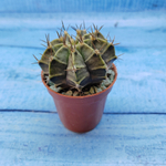 Gymnocalycium Friedrichii (Гимнокалициум)