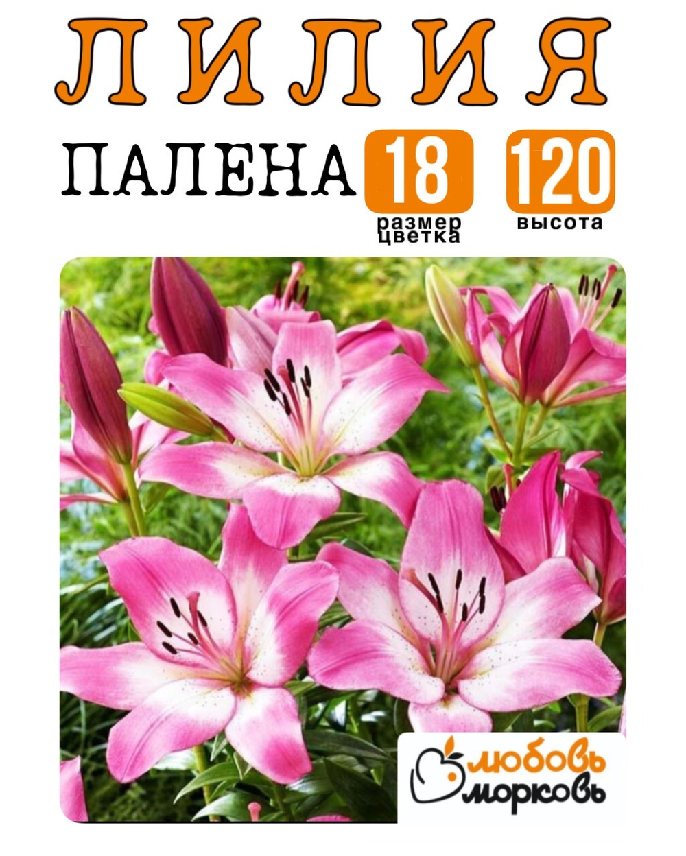 Лилия Луковица, Палена, ЛА-гибрид, 1 шт