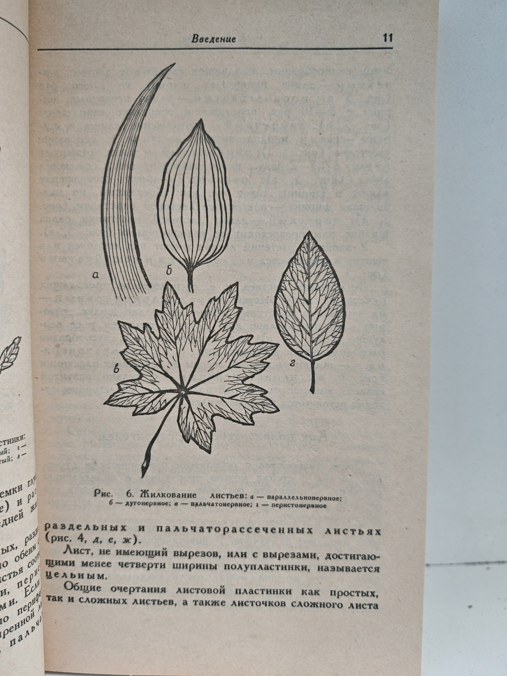 Комнатные растения и их использование в интерьере