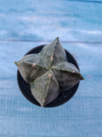 Astrophytum Myriostigma monstrosa (Астрофитум)