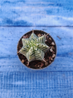 Euphorbia meloformis f. Variegated (Эуфорбия вариегатная)