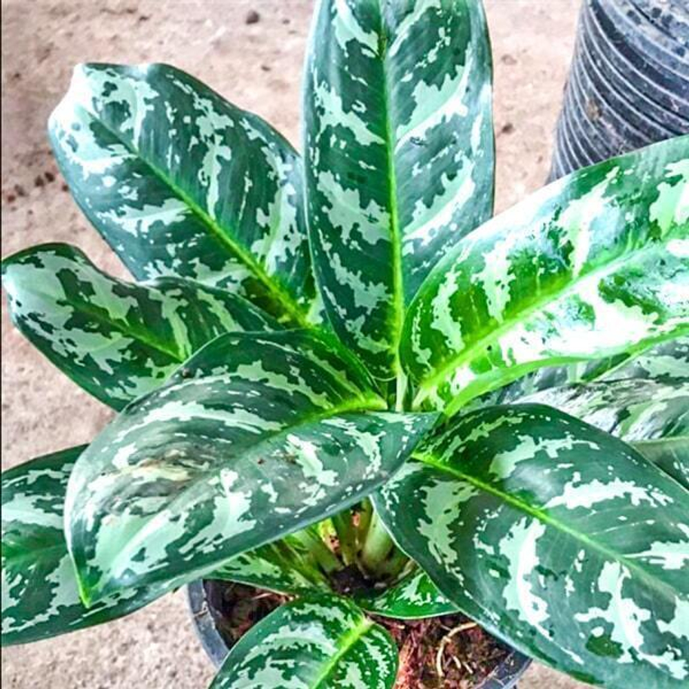 Аглаонема KLED TABTIM