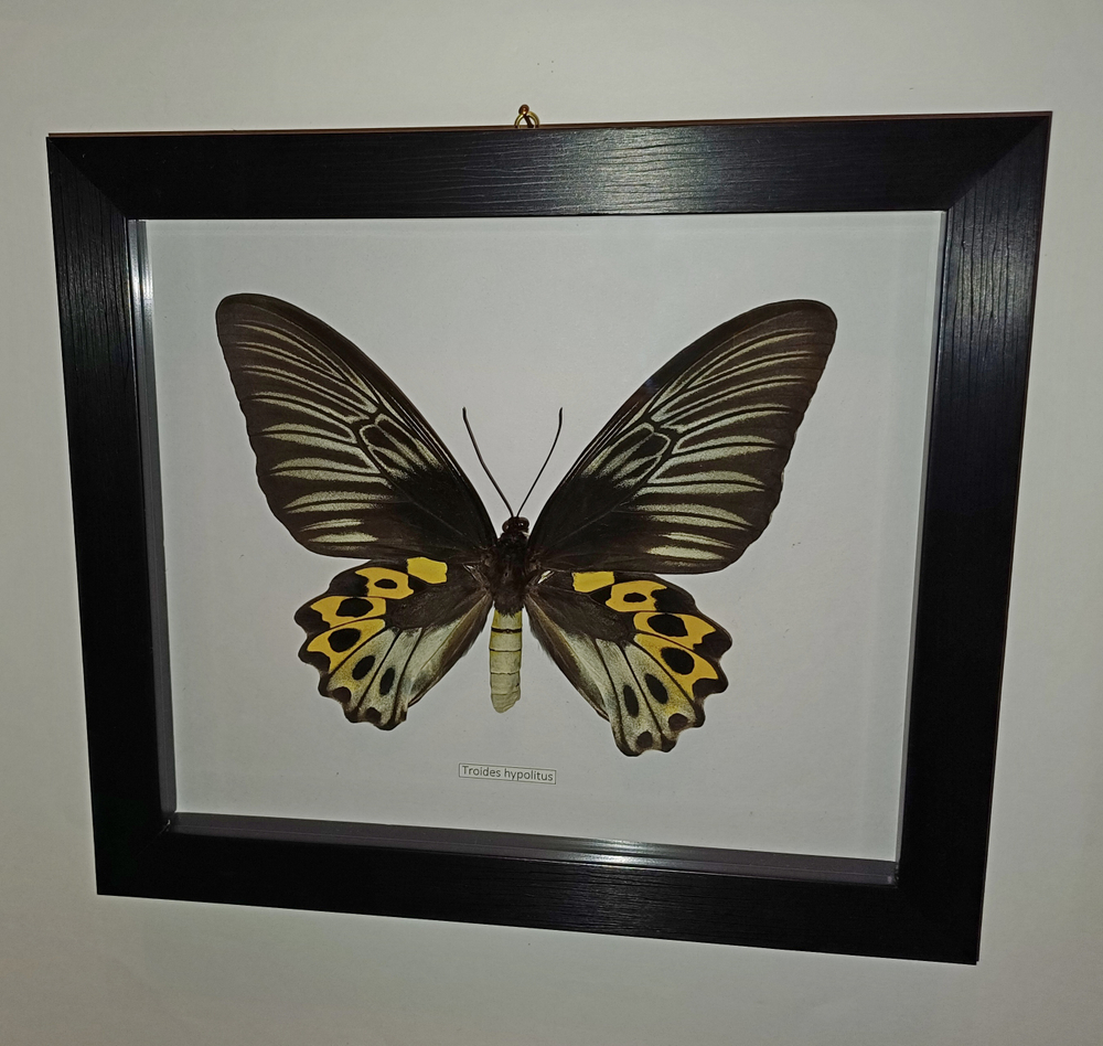 Бабочка Troides hypolitus самка в рамке