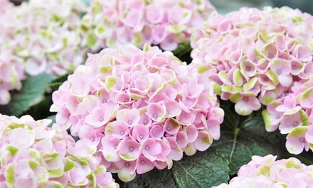 Soft Pink Salsa/ Софт Пинк Сальса (Стандарт поставки Р9)2025г