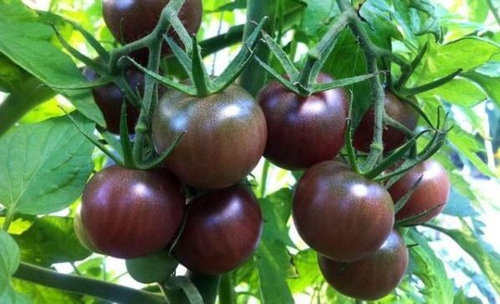 Каштановый шоколад Chestnut Chocolate