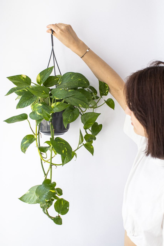 Эпипремнум