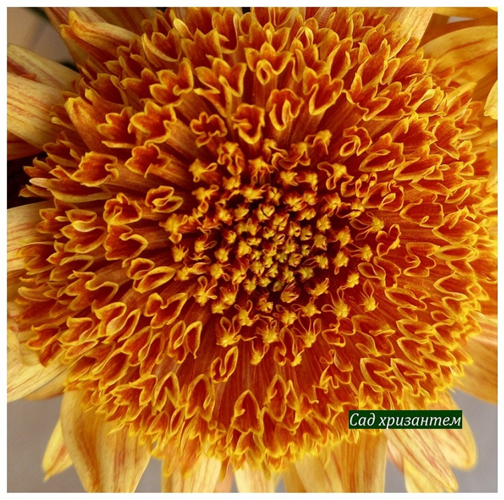 Корейская хризантема Дикий мёд ☘ з.22  🌿 (отгрузка Май)