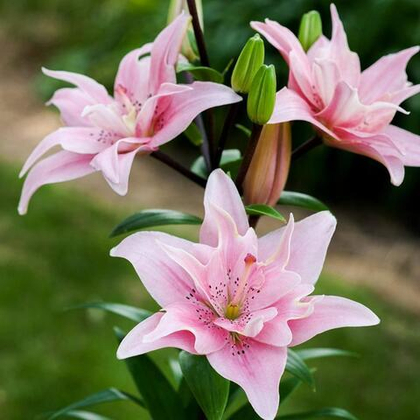 Лилия азиатская махровая Элоди / Elodie