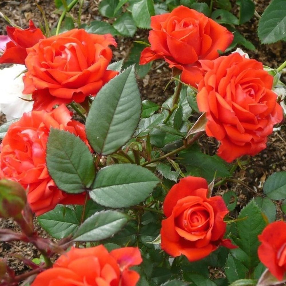 Роза миниатюрная Оранж Джувел