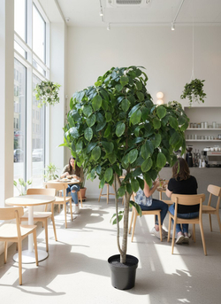 Хлебное дерево 280см в кашпо