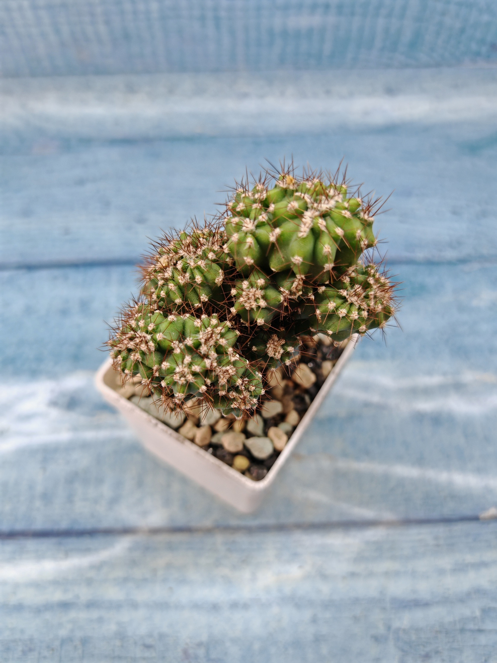 Cereus Peruvianus Monstrosus (Цереус)