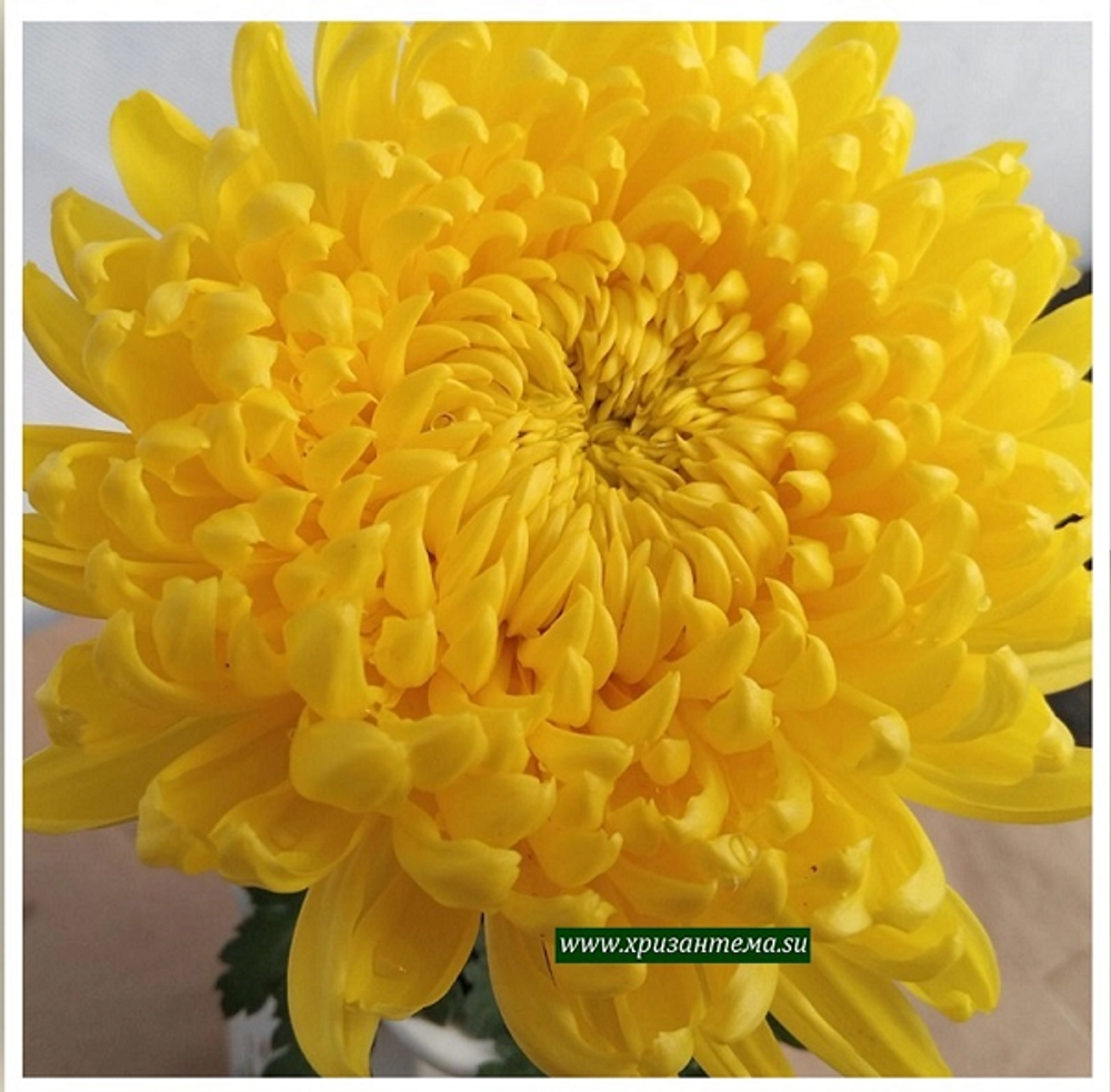 крупноцветковая хризантема желтый шарик