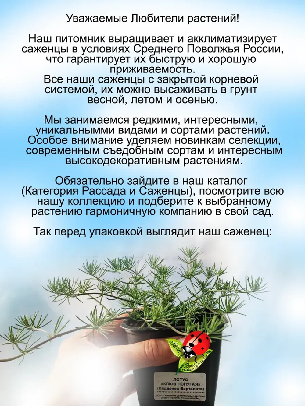 Лядвенец Клюв Попугая лотус канарский
