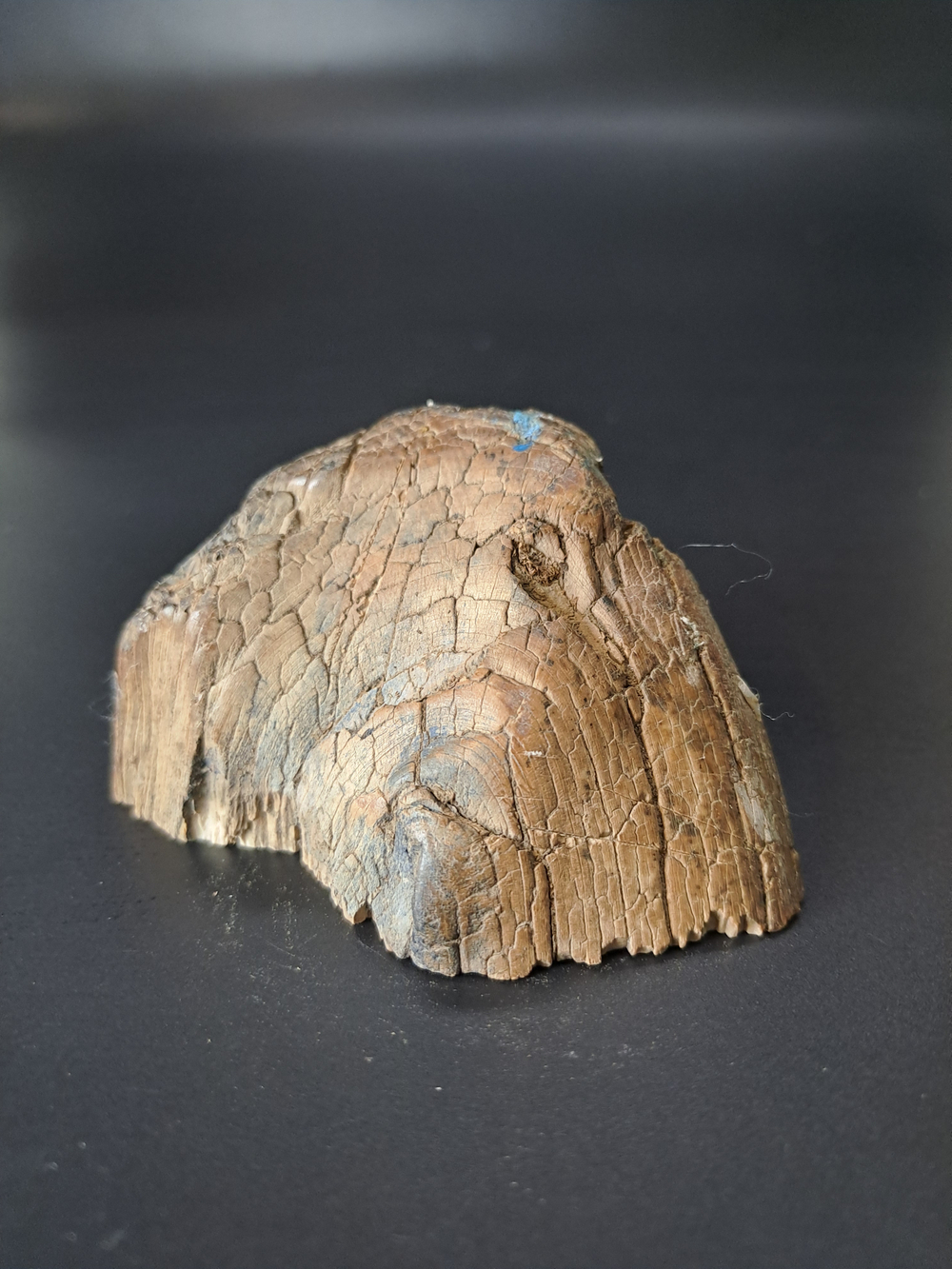 Бивень мамонта для коллекции и поделок