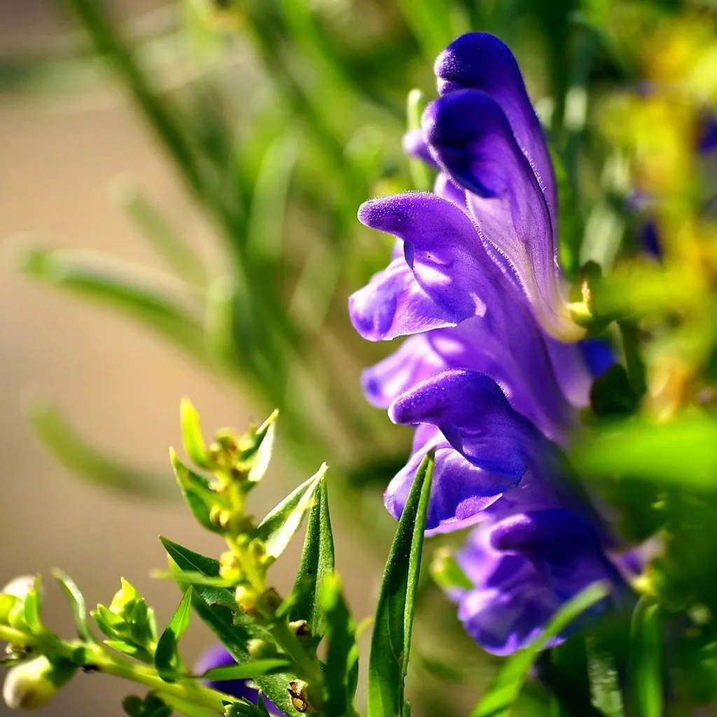 Шлемник байкальский