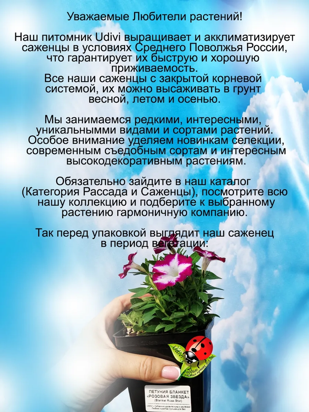 Петуния Бланкет Розовая звезда мощная