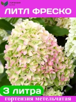 Литл Фреско гортензия метельчатая