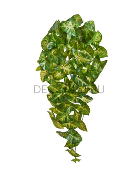 Сингониум ампельный куст в-50 см (Sensitive Botanic) (79 листов, 8 веток) 12/72 20.1379M