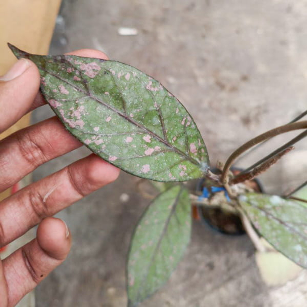 Хойя GUNUNG NANGA