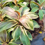 Кордилина MISS ANDRESS