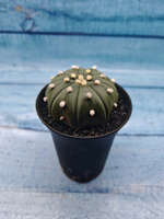 Astrophytum Asterias (Астрофитум)