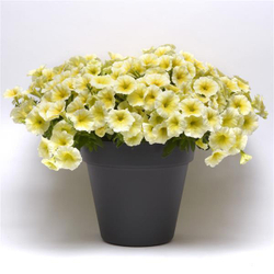 Петуния ампельная Изи Вэйв Еллоу F1 (50др) Витагрин Профи