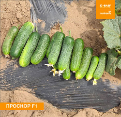 Семена огурца Проскор F1, Nunhems, 7 шт.